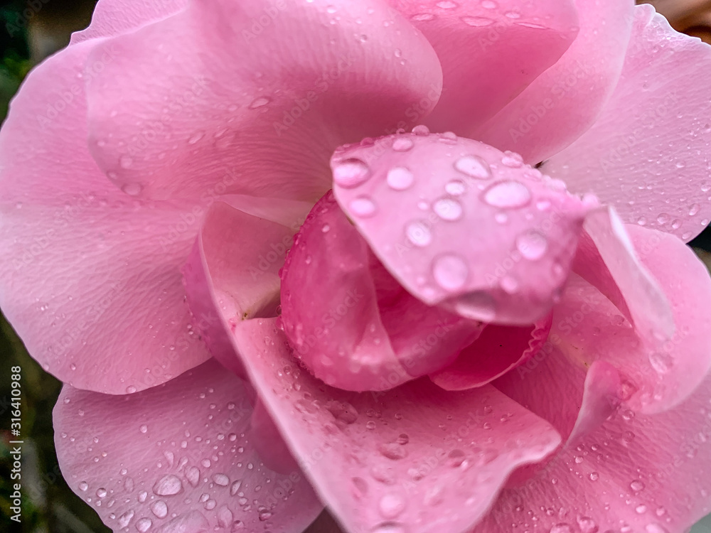 Tender pink rose with rain drops Tender pink rose with rain drops