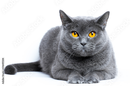 Portrait of a gray shorthair british cat on a white background
