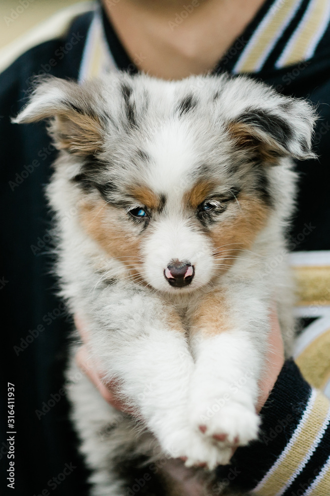 Spotted australian shepherd sales