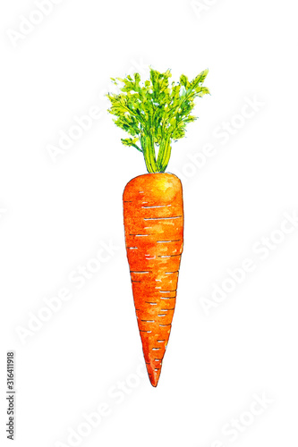 Watercolor drawing of carrot isolated on white background. Handmade illustration of carrot.