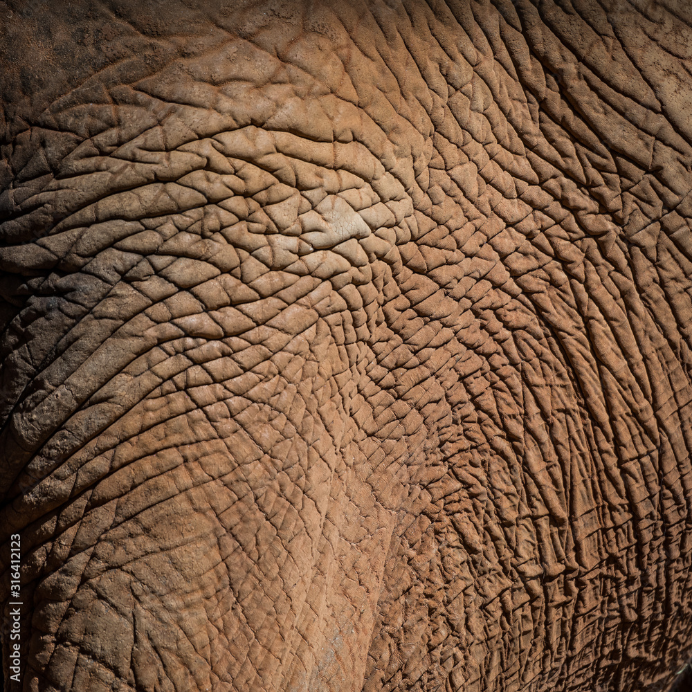 Elephant Skin Texture
