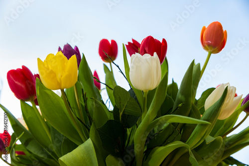 a coople of beautiful tulips in different colors photo