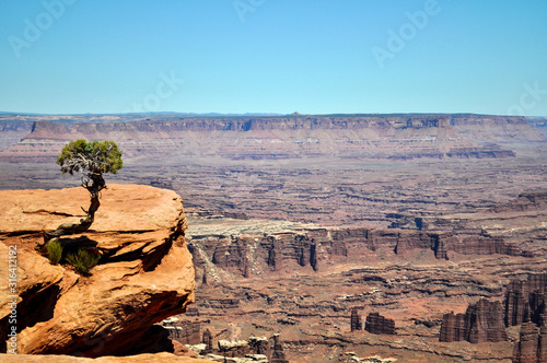 Solitary little juniper tree clinging to the red rock cliff edge on a summer day at Dead Horse Point State Park in Moab. Canyonlands National Park features in the background. Utah - USA
