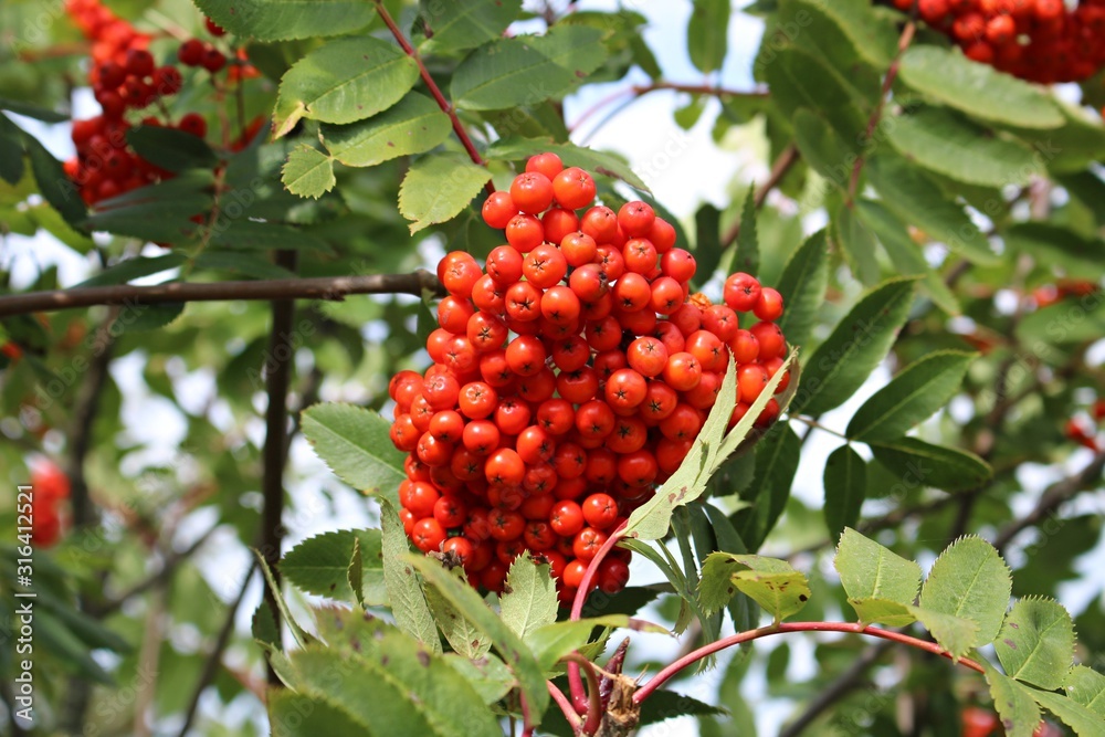 Bright red berries of mountain ash on a sunny autumn day Bright red berries of mountain ash on a sunny autumn day
