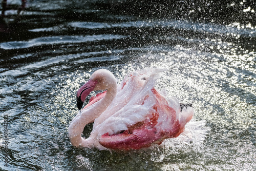 Caribbean pink flamingos Splashing Water