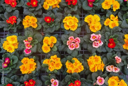 Full frame close up top view on many yellow red primula acaulis flowers in flower pots in german garden centre