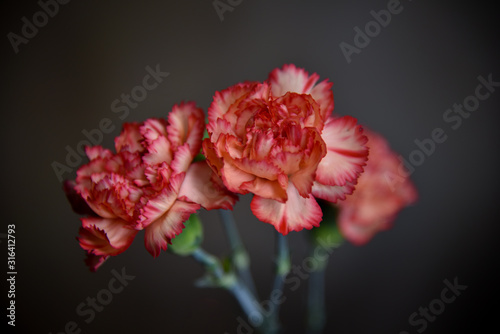 Orange Carnation Flowers Against Soft Background