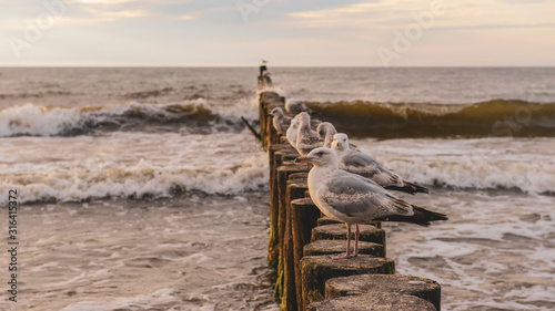 Fototapeta Naklejka Na Ścianę i Meble -  Seagulls