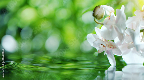 Waving water surface with orchid blossoms