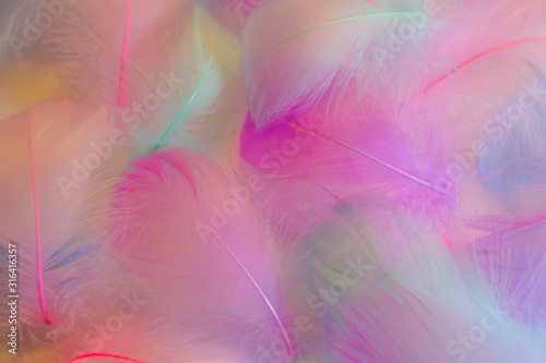 Beautiful abstract orange purple and blue feathers on white background and soft white pink feather texture on colorful pattern  colorful background  colorful feather