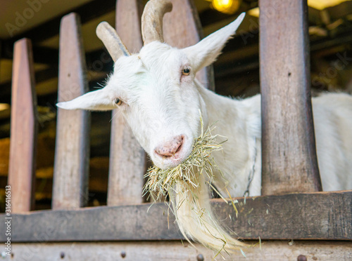 goat on a farm