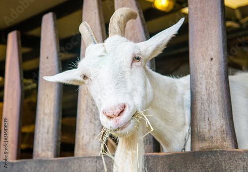 goat on a farm