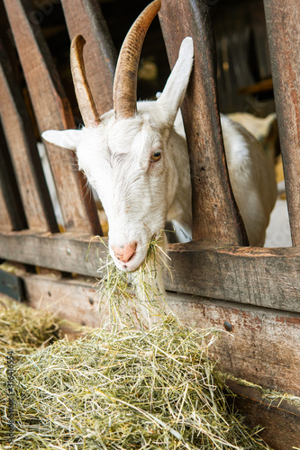 goat on a farm