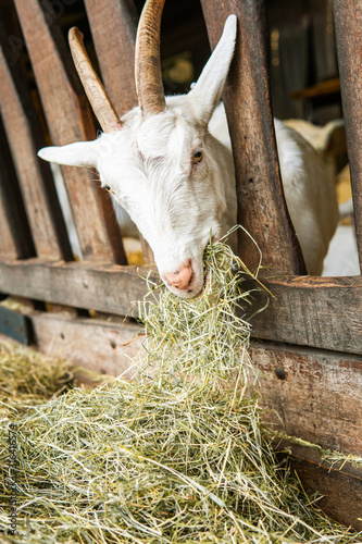 goat on a farm