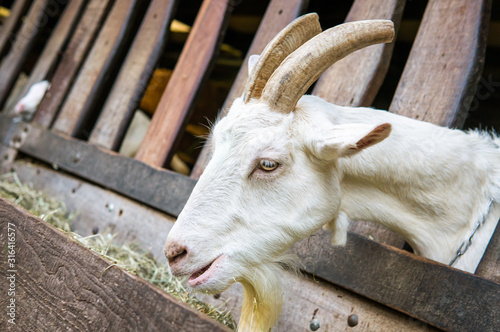 goat on a farm