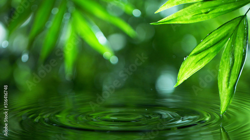 Palm leaves with water surface
