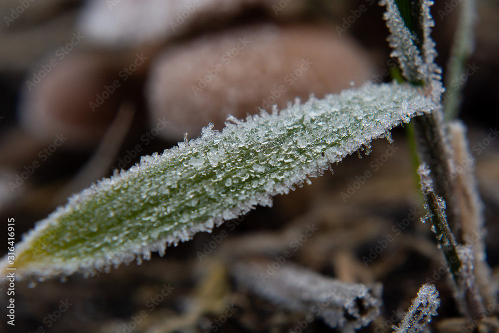 Naklejka premium green leaves covered with hoarfrost