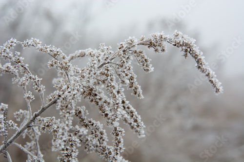 dry grass covered with hoarfrost © Інна Максимчук