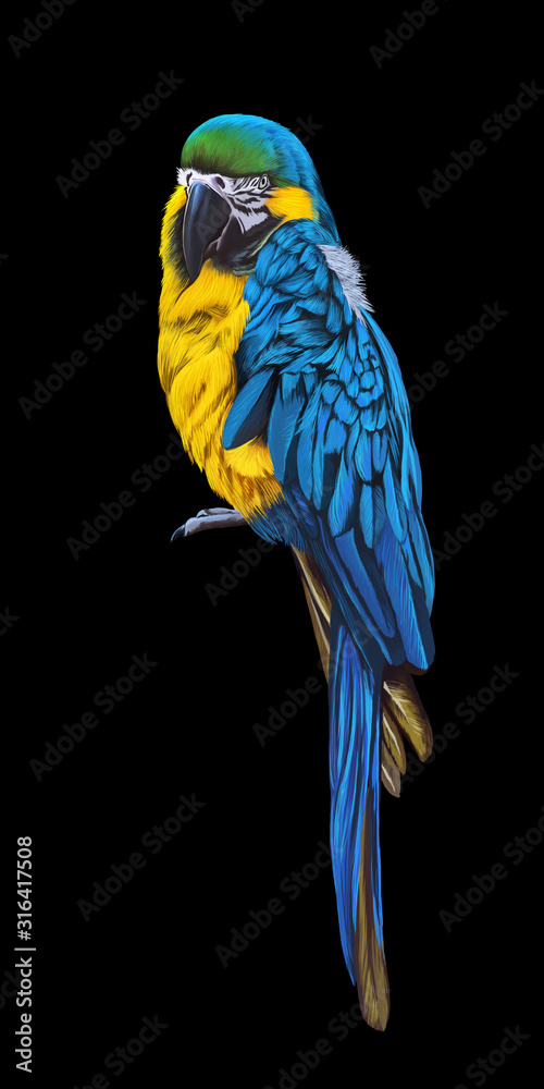 Blue-throated macaw, ara parrot, tropical bird illustration on black background
