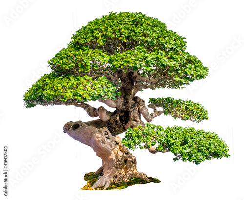 Bonsai Tree Isolated on white background photo