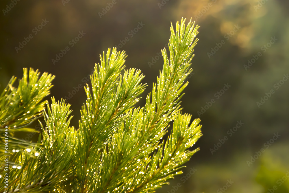 green pine branches in the light of the sun with an orange tint
