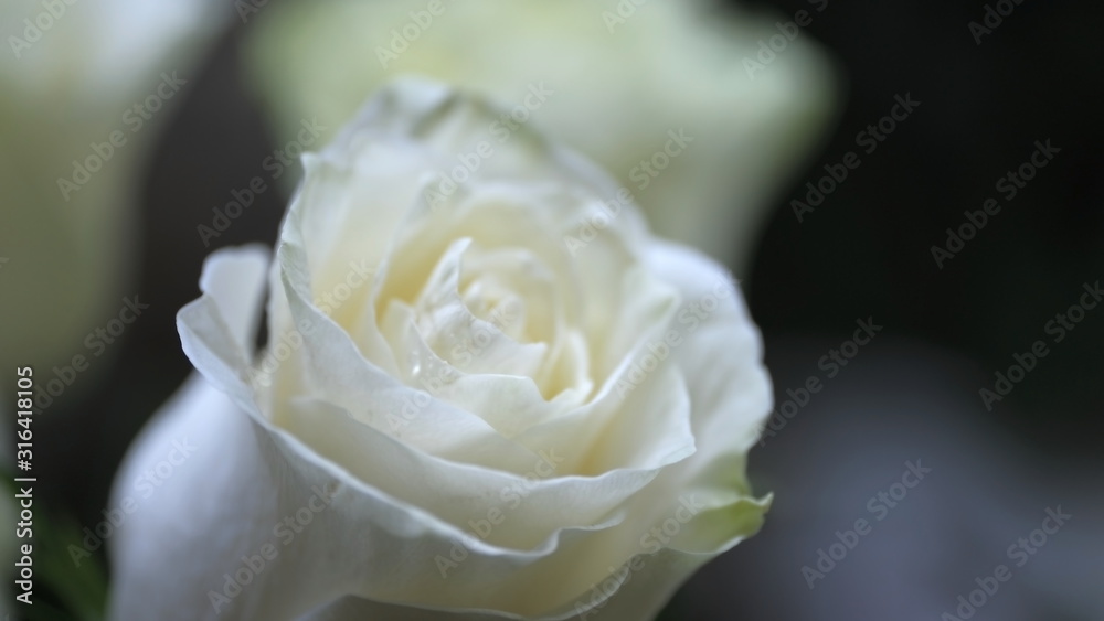 Flower buds. Defocused blurred floral background for holiday cards. Flower buds. Defocused blurred floral background for holiday cards.