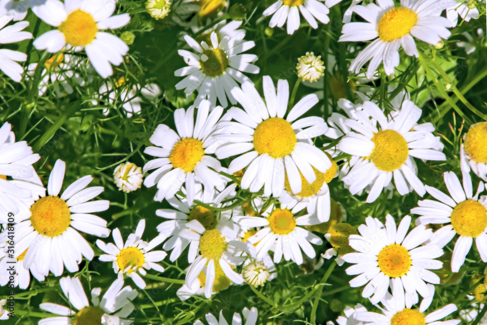 Obraz premium lots of white Daisies close up top view