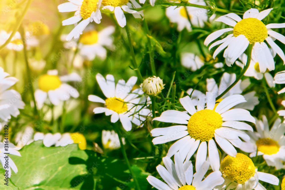 Obraz premium White chamomile on blurred background closeup