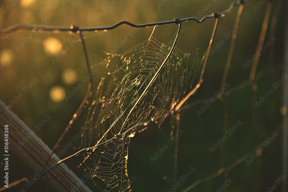 morning dew on spider web