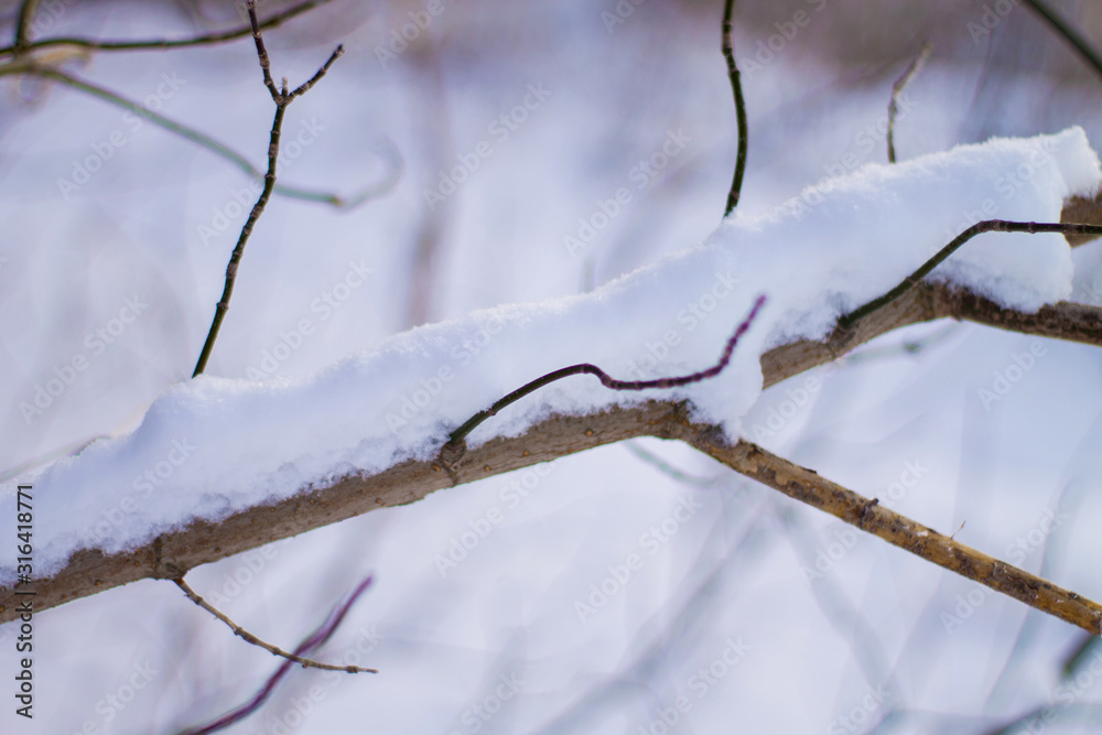 tree branch in the snow close-up, beautiful winter natural background