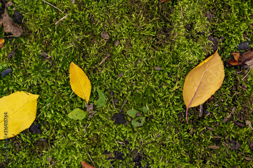 yellow autumn leaves on moss