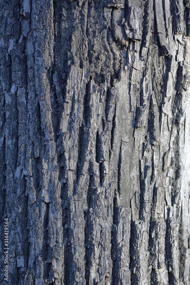 Obraz premium The textured surface of the bark of the old perennial deciduous tree