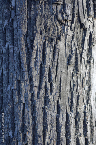 The textured surface of the bark of the old perennial deciduous tree