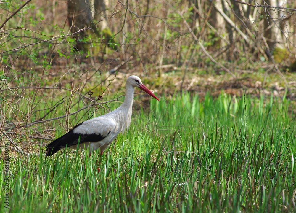 White stork in the grass