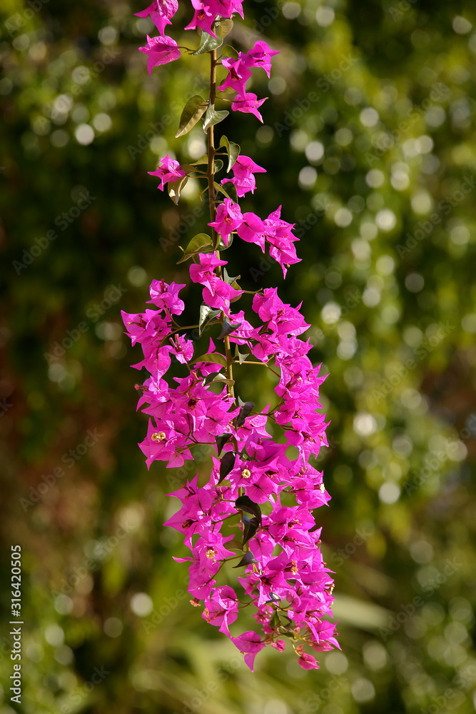 Obraz premium flowers in the garden blooming beautifully close up