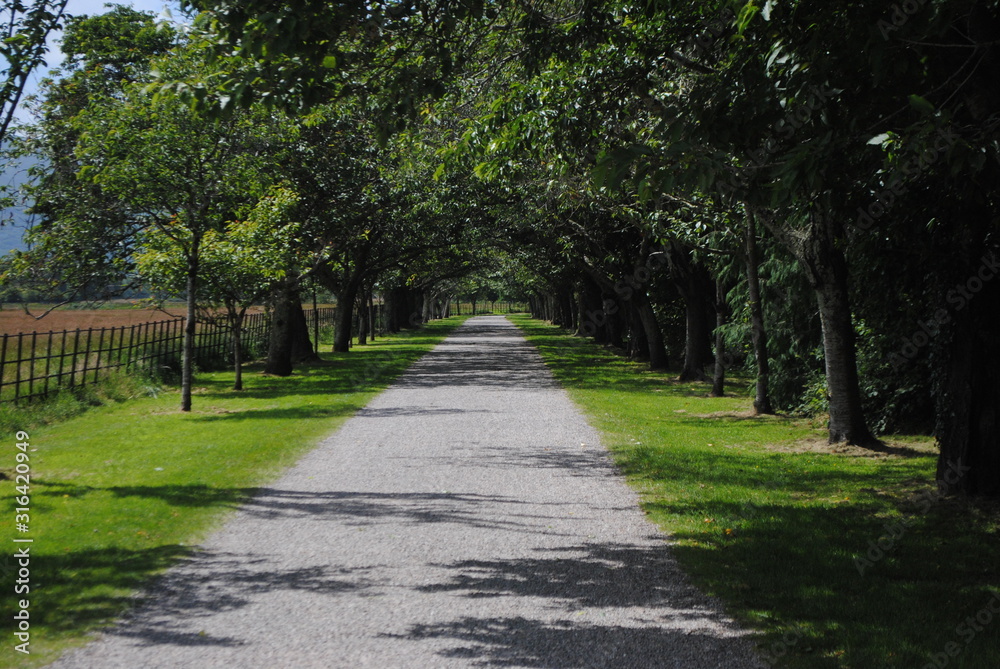 Sunny way in a park with trees.