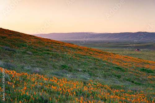 Morning sun over orange poppy fields in california