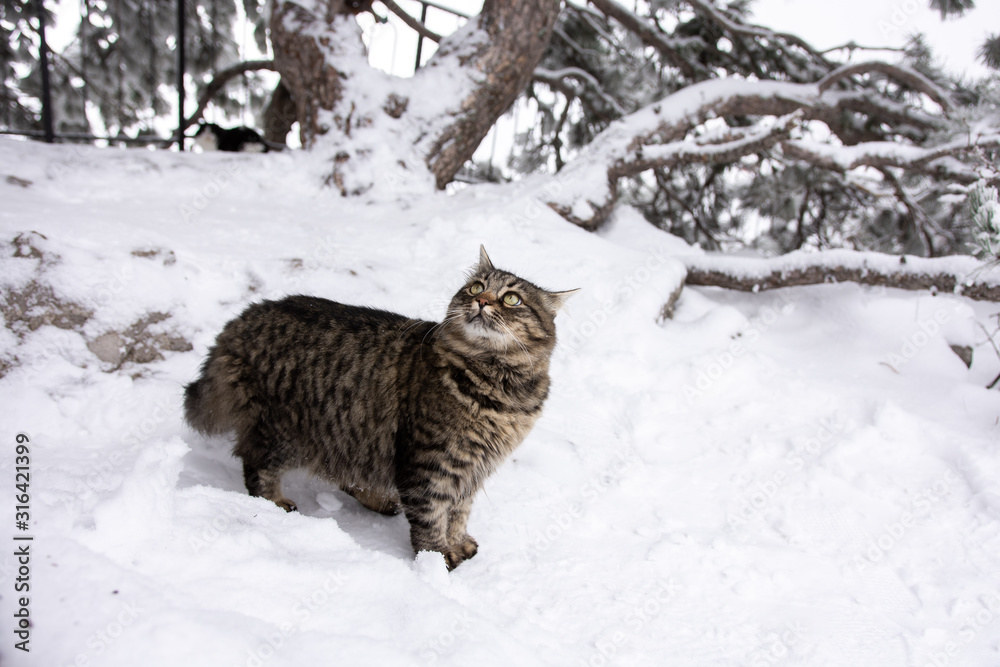 A gray cat is walking along a snowy mountain. a lot of snow. 