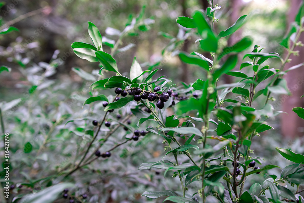 privet ordinary. black berries on a branch of a bush privet ordinary. black berries on a branch of a bush