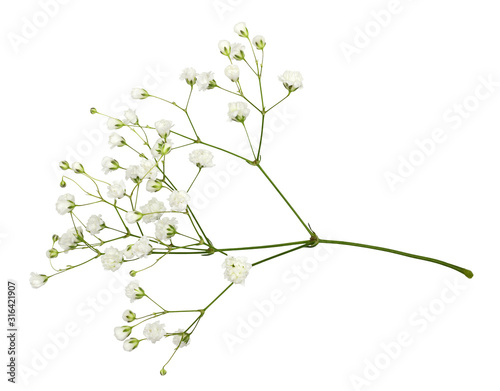 Closeup of small white gypsophila flowers photo