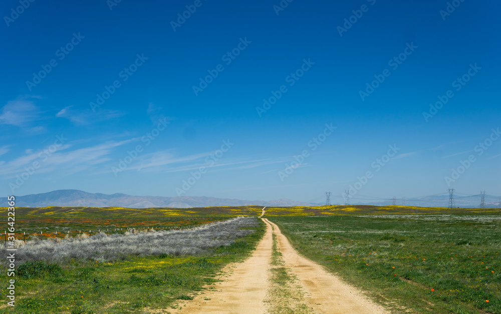 Dirt road through poppy fields in California