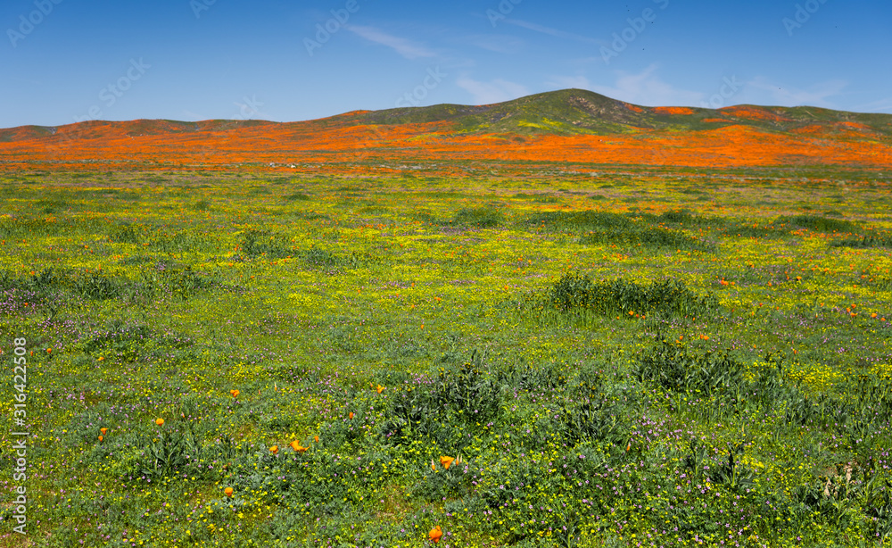 Orange poppy fields blanket a hillside in California