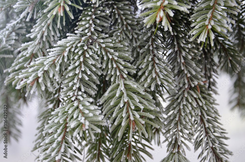 The tree branch is covered with frost