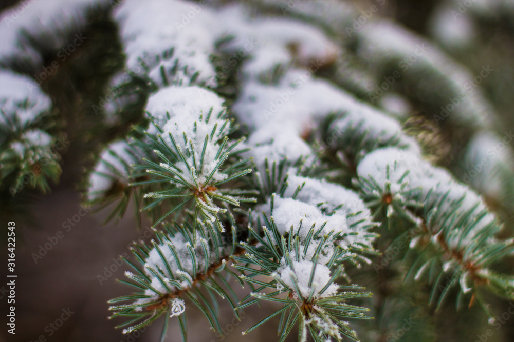 spruce in the snow close-up, beautiful winter background spruce in the snow close-up, beautiful winter background