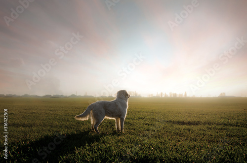 Fototapeta Naklejka Na Ścianę i Meble -  golden retriever dog walk in the field sunset magic light