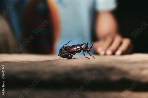 dynastinae hercules rhinoceros beetle fighting. battle of horn beetle