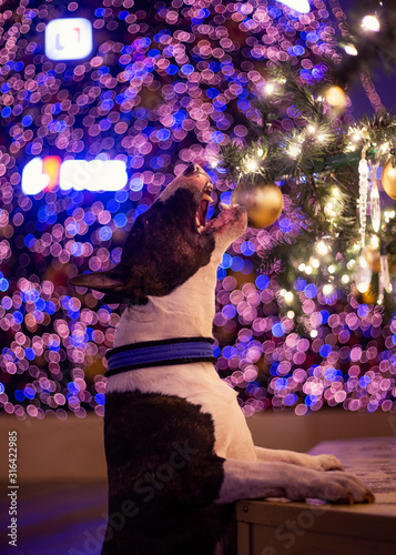 Dog bites a decorated Christmas tree on a bokeh background