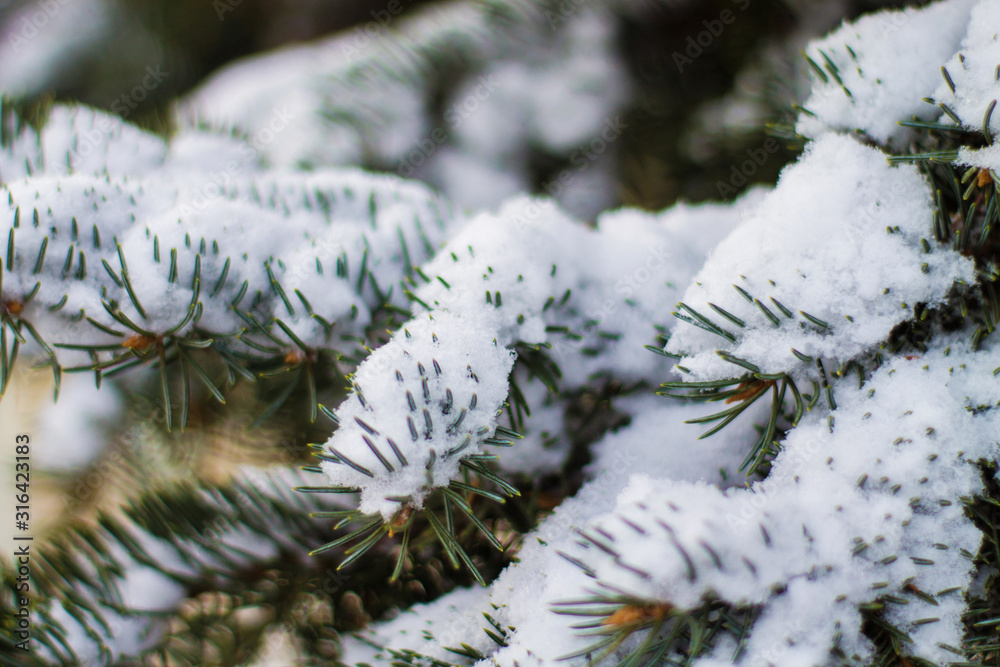 spruce in the snow close-up, beautiful winter background