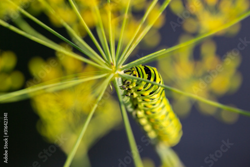 Closeup of Swallowtail butterfly caterpillar © Therese