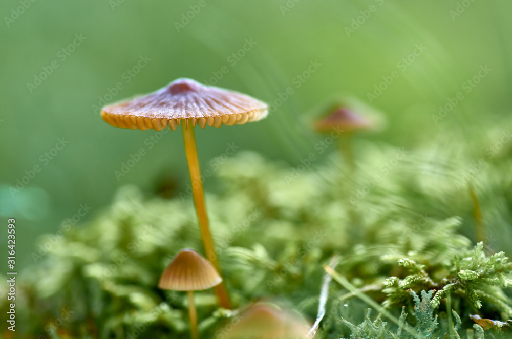 Group of mushrooms in the forest on the moss Group of mushrooms in the forest on the moss
